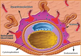 Histology of the Human Placenta (603)