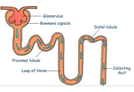 Hyponatremia (782)