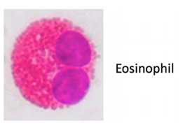 Nasal Cytology in Children (796)