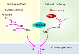 Understanding Hemostasis and Basic Coagulation Testing (802)