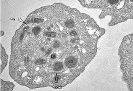 Platelets: A Basic Review (804)