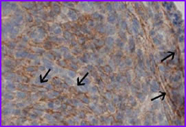 Antigen Retrieval for Light & Electron Microscopy (824)