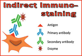 Detection Systems in Immunohistochemistry (832)