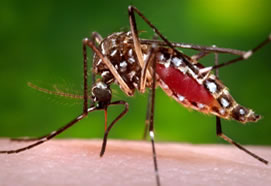 Zika Virus: Update and Overview (860)
