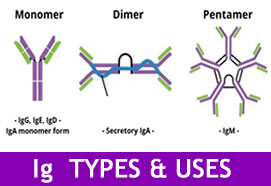 Immunoglobulin Review - PART II: Immunoglobulin Types & Uses (873)