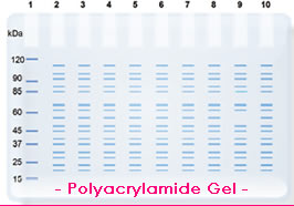 Western Blot: A Valuable Immunoassay (874)
