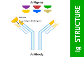Immunoglobulin Review - PART I: Immunoglobulin Structure (875)