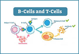 Introduction to Immunology and Immunopathology (877)