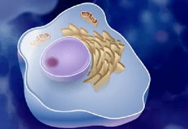 Understanding the ABCs of the Immune System (878)