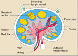 Introduction to Basic Immunology (879)
