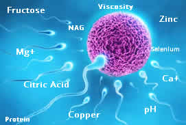 Male Accessory Glands and Sperm Function (954)